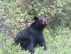 Prince Albert National Park black bear
