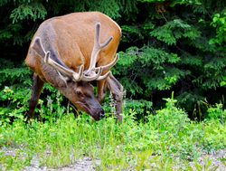 Prince Albert National Park elk