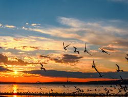 Prince Albert National Park gulls