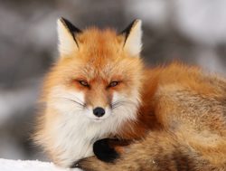 Prince Albert National Park red fox