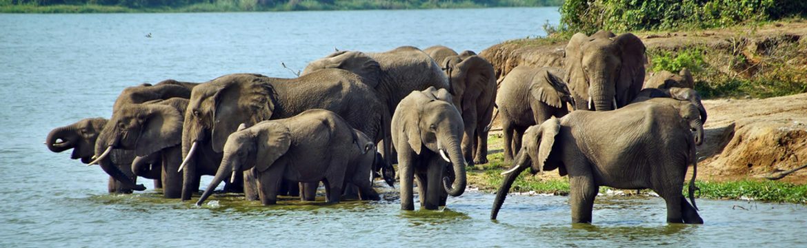 Featured image for Queen Elizabeth National Park