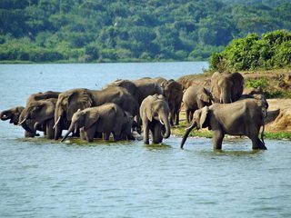 20210210211329-Queen Elizabeth National Park elephants.jpg