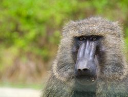 Queen Elizabeth National Park baboon