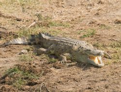 Queen Elizabeth National Park crocodile