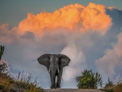 Queen Elizabeth National Park elephant