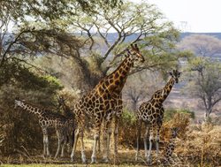 Queen Elizabeth National Park giraffe