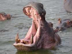 Queen Elizabeth National Park hippo_