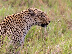 Queen Elizabeth National Park leopard
