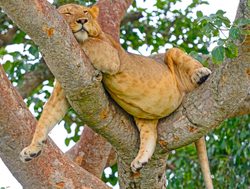 Queen Elizabeth National Park lion in a tree