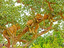 Queen Elizabeth National Park lions in a tree