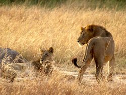Queen Elizabeth National Park pride of lions