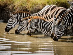 Queen Elizabeth National Park zebras drinking water