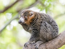 Ranomafana National Park bamboo lemur