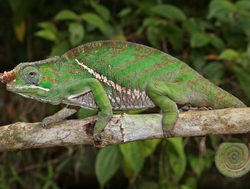 Ranomafana National Park chameleon