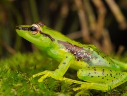 Ranomafana National Park green frog