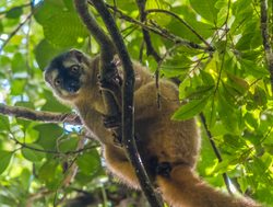 Ranomafana redfronted brown lemur