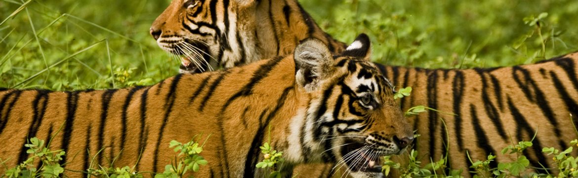 Featured image for Ranthambore National Park