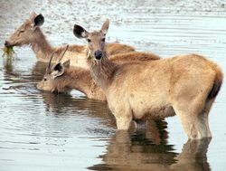 Ranthambore National Park Axis Deer