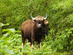 Ranthambore National Park Indian Bison