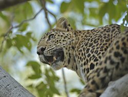 Ranthambore National Park leopard
