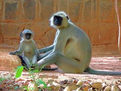 Ranthambore National Park monkeys