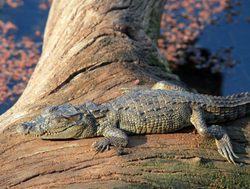 Ranthambore National Park small crocodile