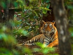 Ranthambore National Park tiger laying down