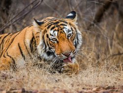 Ranthambore National Park tiger resting