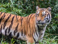 Ranthambore National Park tiger