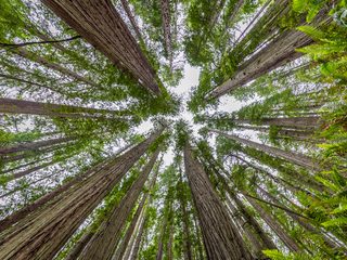 20210211210323-Redwood National Park.jpg