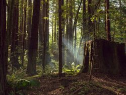 Redwood National Park forest