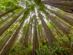 Redwood National Park lady bird johnson grove