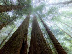 Redwood National Park misty lady bird johnson grove