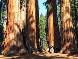 Redwood National Park tallest trees