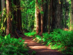 Redwood National Park trail