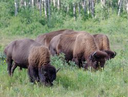 Riding Mountain National Park bison herd