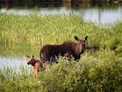 Riding Mountain National Park moose with calf