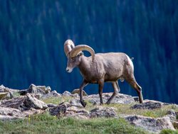 Rocky Mountain National Park big horn sheep walking