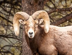Rocky Mountain National Park big horn sheep