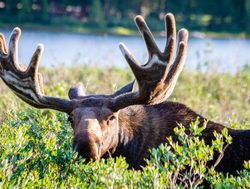 Rocky Mountain National Park moose