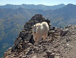 Rocky Mountain National Park mountain goat
