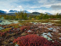 Rondane National Park autumn