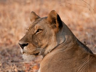 20210211212331-Ruaha National Park female lion.jpg