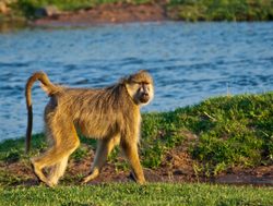 Ruaha National Park baboon