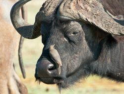 Ruaha National Park buffalo