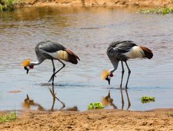 Ruaha National Park crowned cranes