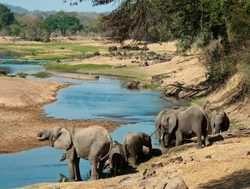 Ruaha National Park elephants at riverbank
