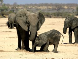 Ruaha National Park elephants with baby