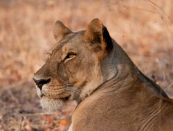 Ruaha National Park female lion