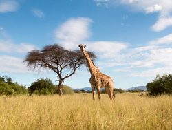Ruaha National Park giraffe